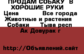 ПРОДАМ СОБАКУ  В ХОРОШИЕ РУКИ  › Цена ­ 4 000 - Все города Животные и растения » Собаки   . Тыва респ.,Ак-Довурак г.